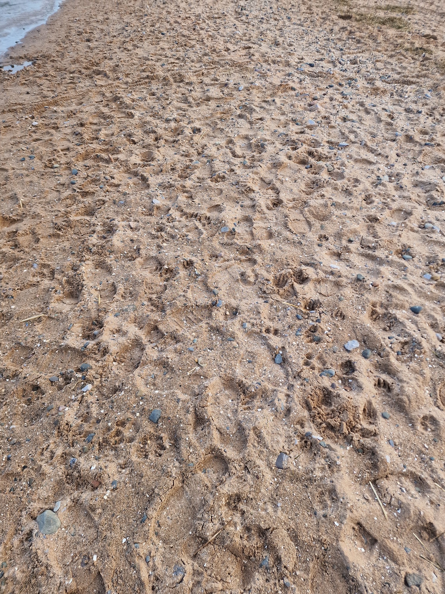coarse sand at Thursaston Beach