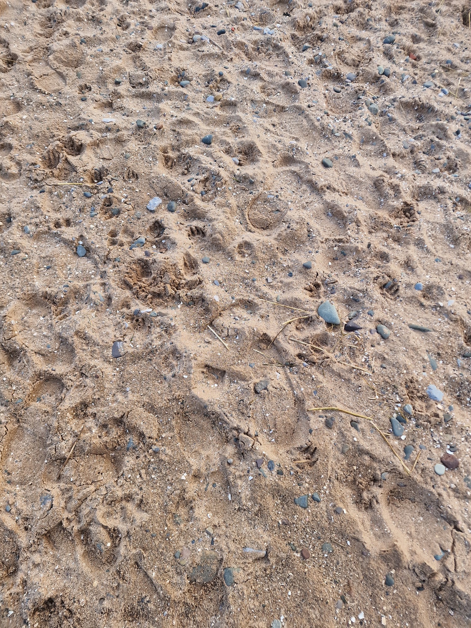 more coarse sand at Thurstaston Beach